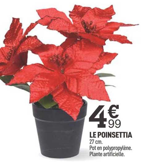le poinsettia