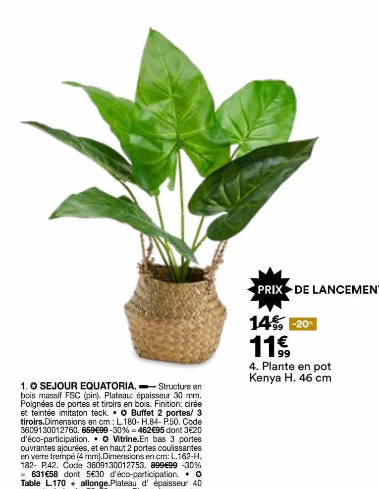 plante en pot kenya h. 46 cm