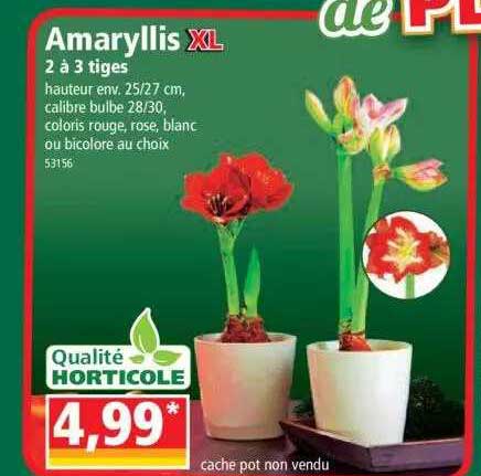 amaryllis xl 2 à 3 tiges