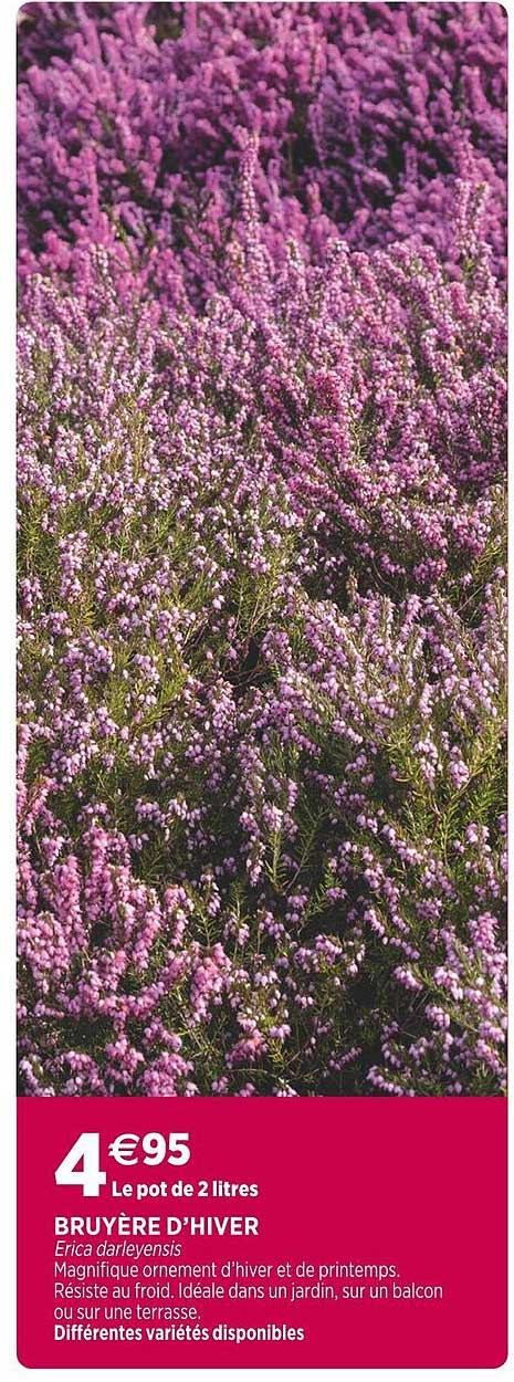 bruyère d'hiver