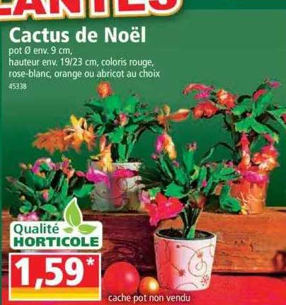 Cactus De Noël