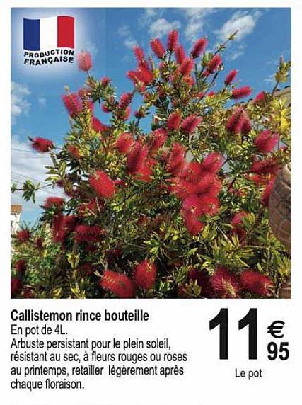 Callistemon Rince Bouteille