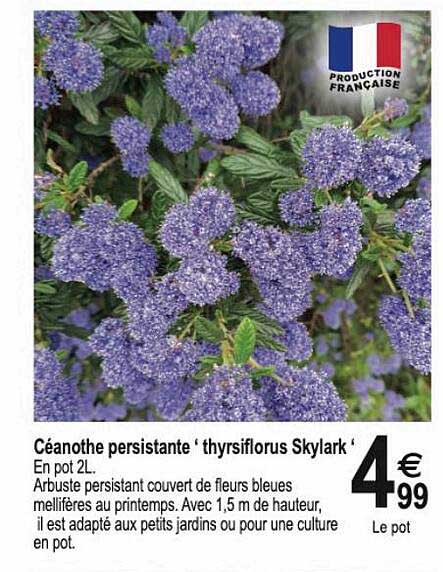 céanothe persistante 'thysiflorus skylark'