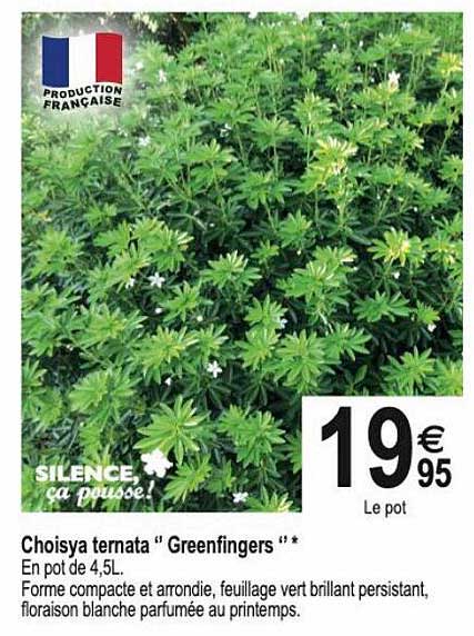 choisya ternata "greenfingers"