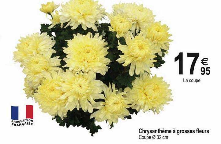 chrysanthème à grosses fleurs