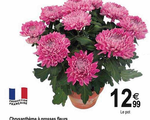 chrysanthème à grosses fleurs