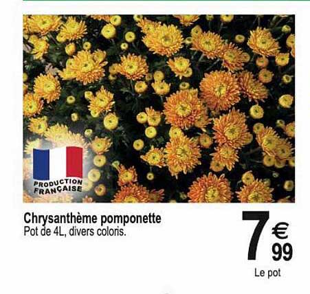 Chrysanthème Pomponette