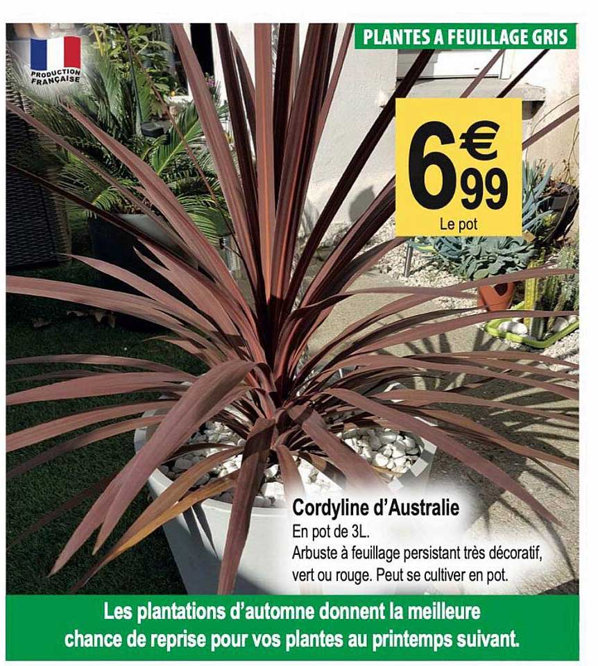 cordyline d'australie