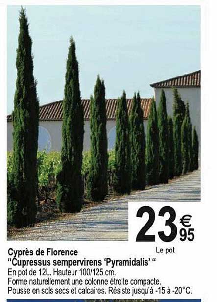 cyprès de florence "cupressus sempervirens 'pyramidalis'"