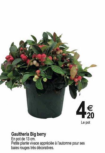 Gaultheria Big Berry
