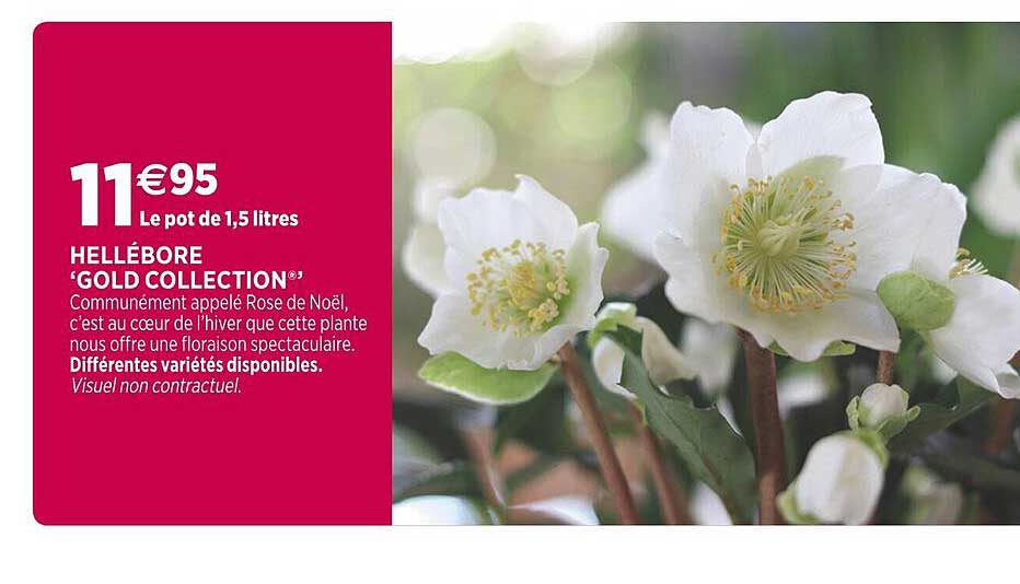 hellébore 'gold collection'