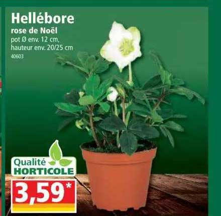 hellébore rose de noël