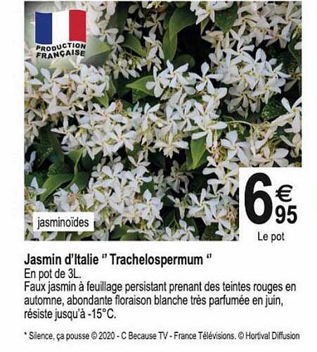 jasmin d'italie "trachelospermum"