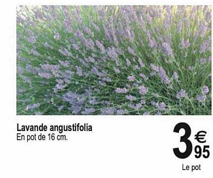 lavande angustifolia