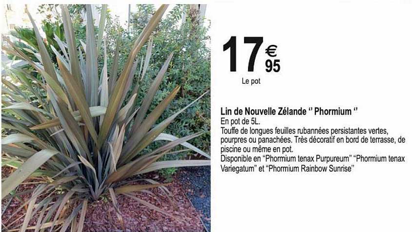 Lin De Nouvelle Zélande "phormium"
