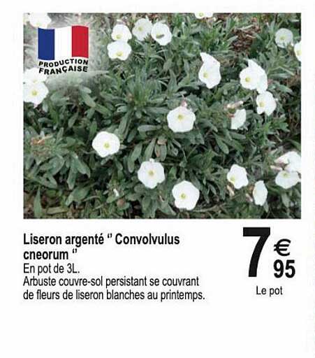 liseron argenté "convolvulus cneorum"
