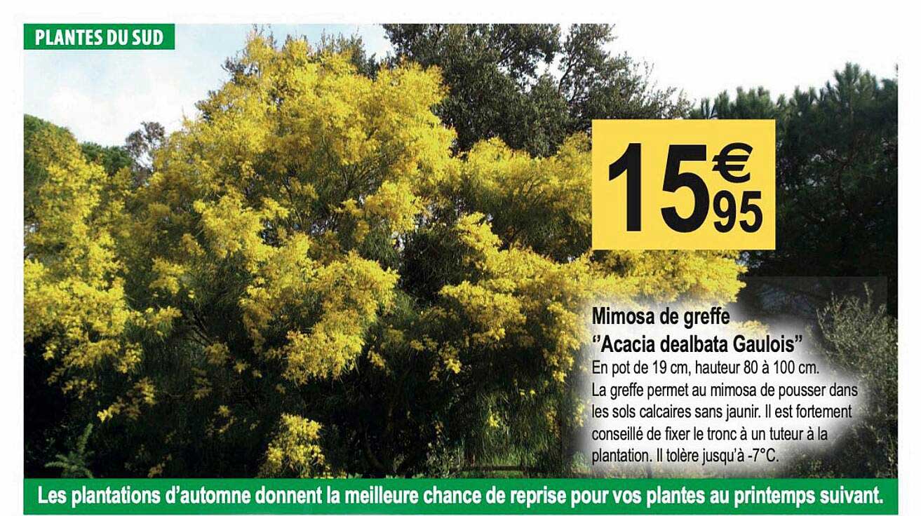 mimosa de greffe "acacia dealbata gaulois"