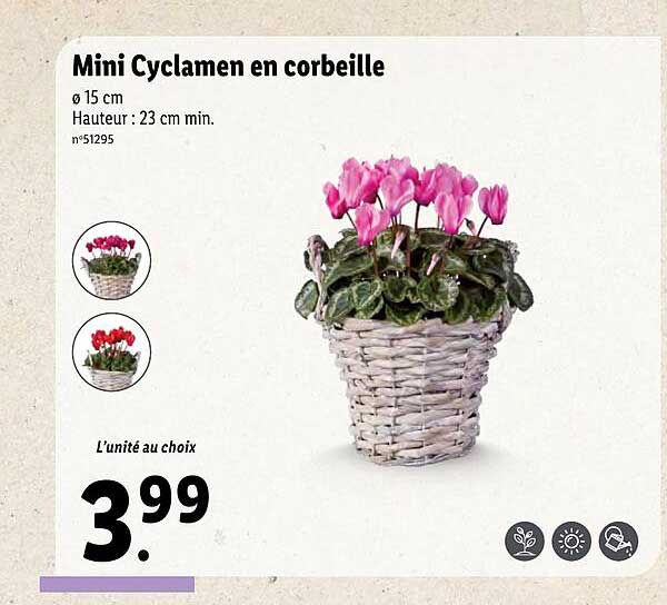 Mini Cyclamen En Corbeille