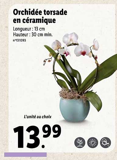 Orchidée Torsade En Céramique