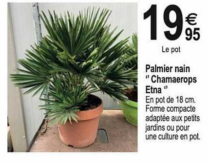 palmier nain "chamaerops etna"