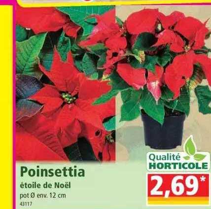 poinsettia