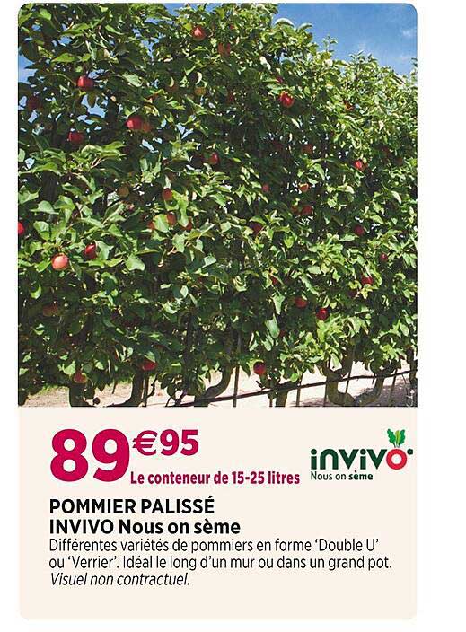 pommier palissé invivo nous on sème