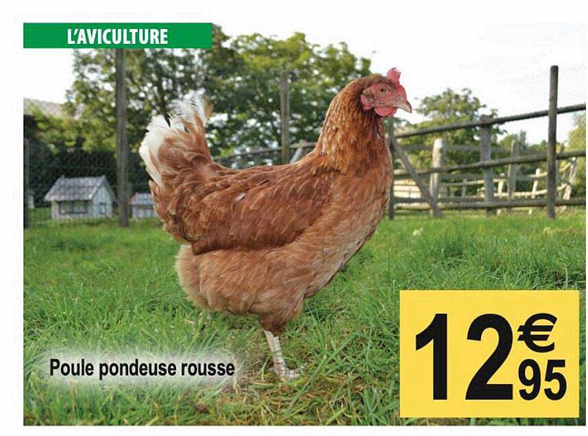poule pondeuse rousse