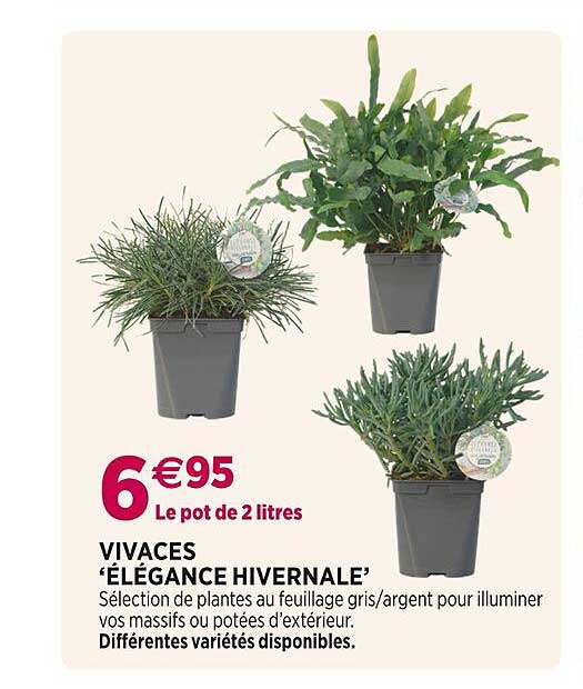 vivaces 'élégance hivernale'