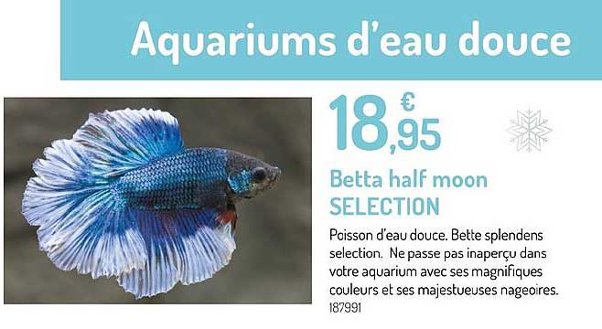 betta half moon selection