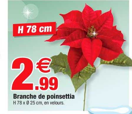 branche de poinsettia