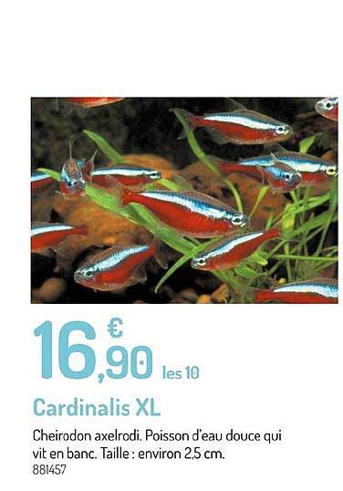 Cardinalis Xl