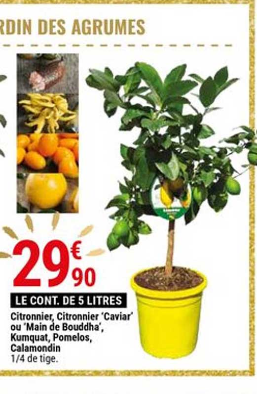 citronnier citronnier caviar ou main de bouddha kumquat pomelos calamondin