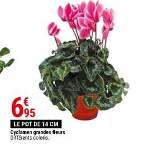cyclamen grandes fleurs