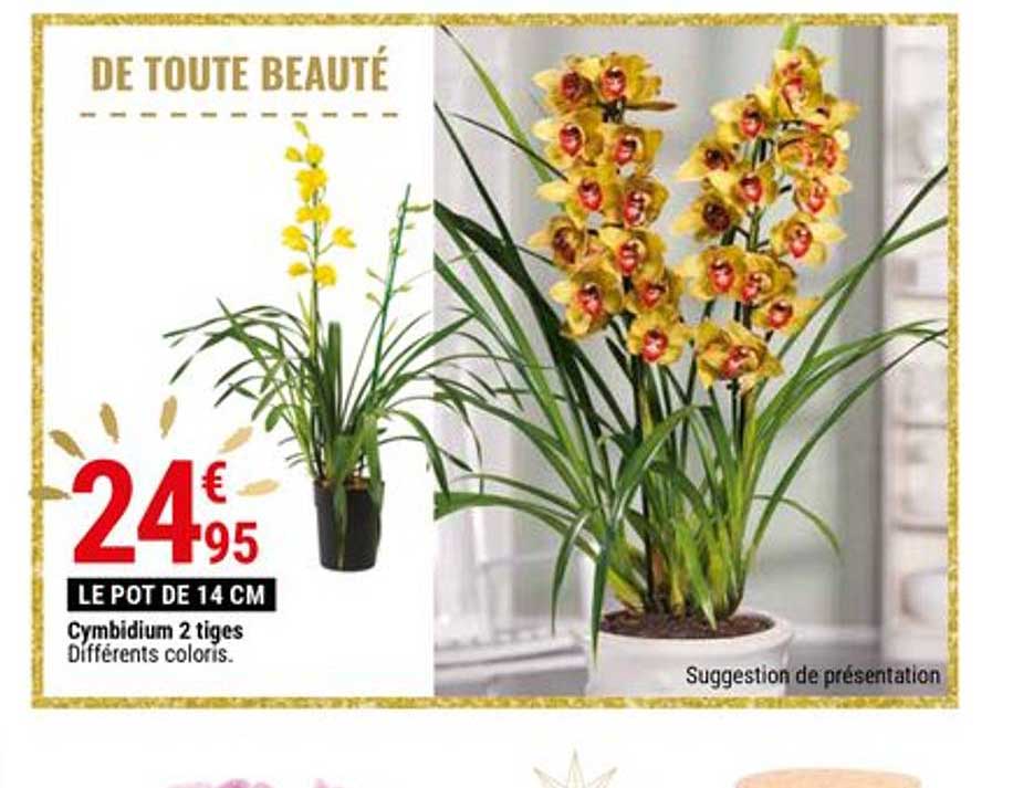 cymbidium 2 tiges