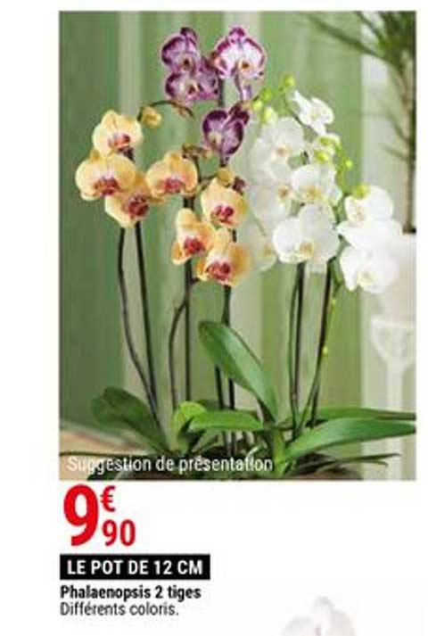 Phalaenopsis 2 Tiges