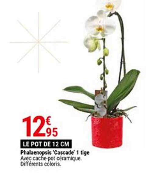 phalaenopsis cascade 1 tige