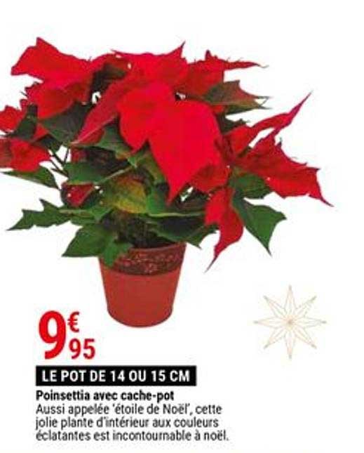 poinsettia avec cache pot