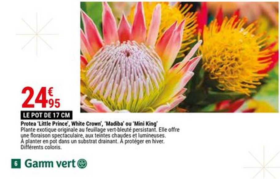 protea little prince white crown madiba ou mini king