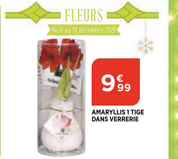 amaryllis 1 tige dans verrerie