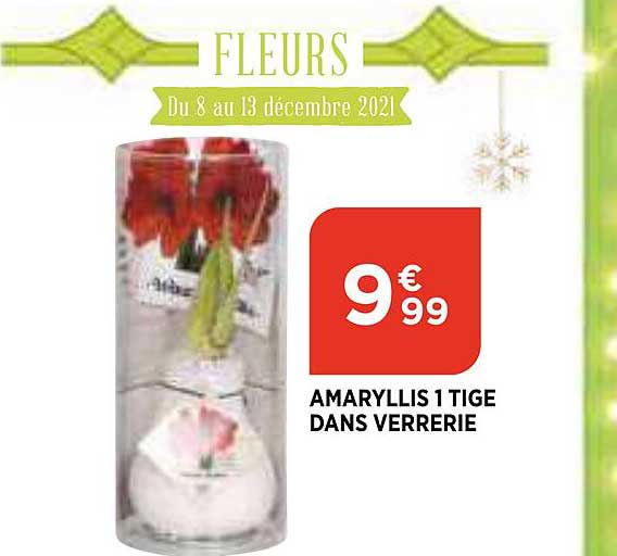 amaryllis 1 tige dans verrerie