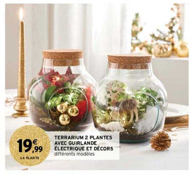 Terrarium 2 Plantes Avec Guirlande électrique Et Décors