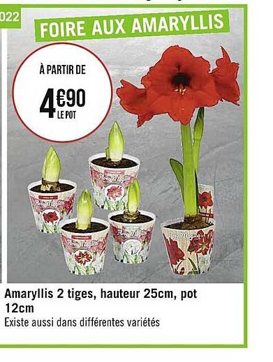amaryllis 2 tiges, hauteur 25 cm, pot 12 cm