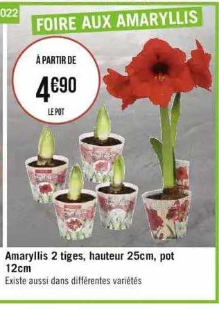 amaryllis 2 tiges, hauteur 25 cm, pot 12 cm