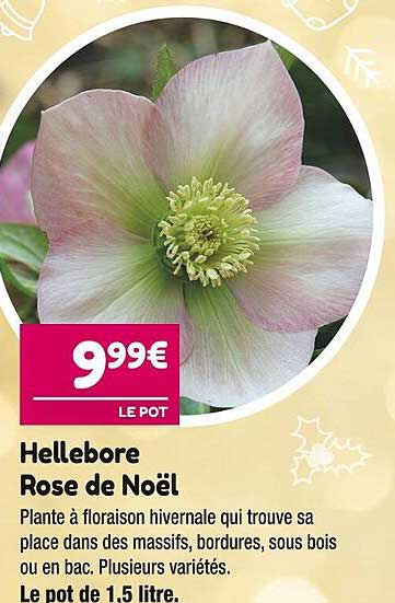 hellebore rose de noël