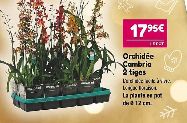 orchidée cambria 2 tiges