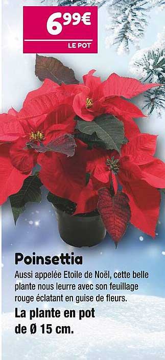 poinsettia