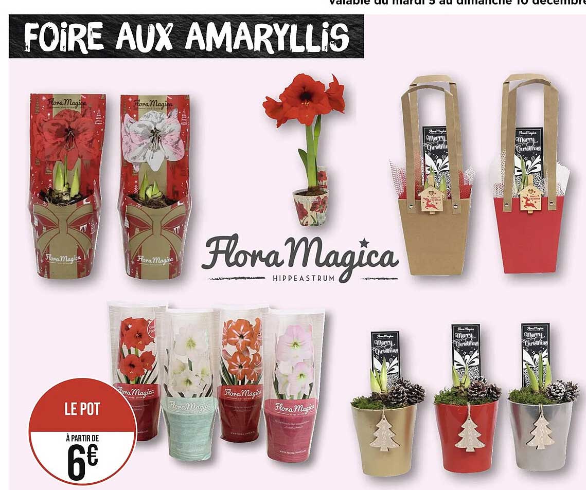 foire aux amaryllis