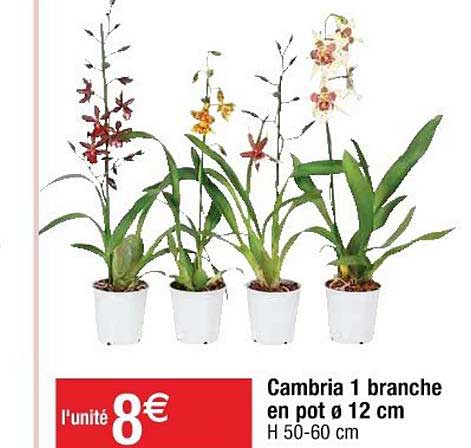 cambria 1 branche en pot
