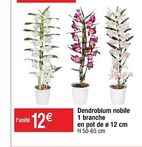 dendrobium nobile 1 branche en pot de 12 cm