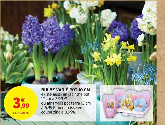 bulbe varié pot 10 cm  existe aussi en jacinthe pot 12 cm ou amaryllis pot terre 13 cm ou narcisse en coupe zinc